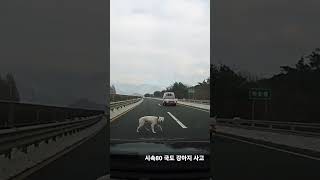 시속80 개 교통사고 screenshot 2