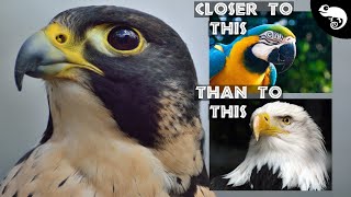 There Is No Such Thing as a "Raptor" screenshot 3