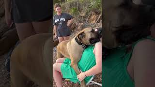 Big Boerboel taking cuddles screenshot 5