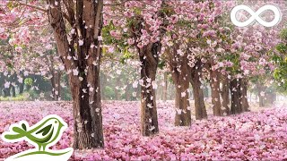 10 Hours of Relaxing Music • Sleep Music, Soft Piano Music & Healing Music by Soothing Relaxation screenshot 3