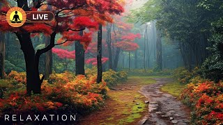 🔴 Relaxing Zen Music 24/7, Stress Relief Music, Sleep Music, Meditation Music, Study, Calming Music screenshot 2
