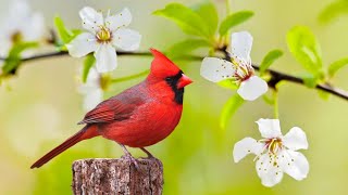 Instant Relief from Stress and Anxiety, Birds Singing in the Forest, Deep Healing Music for The Body screenshot 4