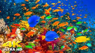 4K Stunning Underwater Wonders of the Red Sea + Relaxing Music - Coral Reefs & Colorful Sea Life screenshot 3