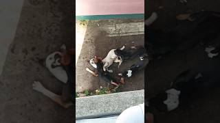 Viral Dogs Fighting 😠😡#shorts #dogfight #sad screenshot 4
