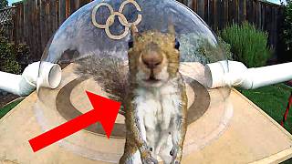 Backyard Squirrelympics 3.0- The Summer Games screenshot 4