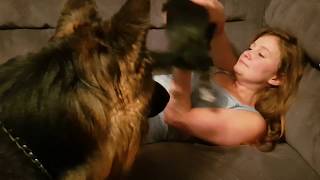 Poppy the Chihuahua and owner defends their toys from Shadow the German Shepherd screenshot 3